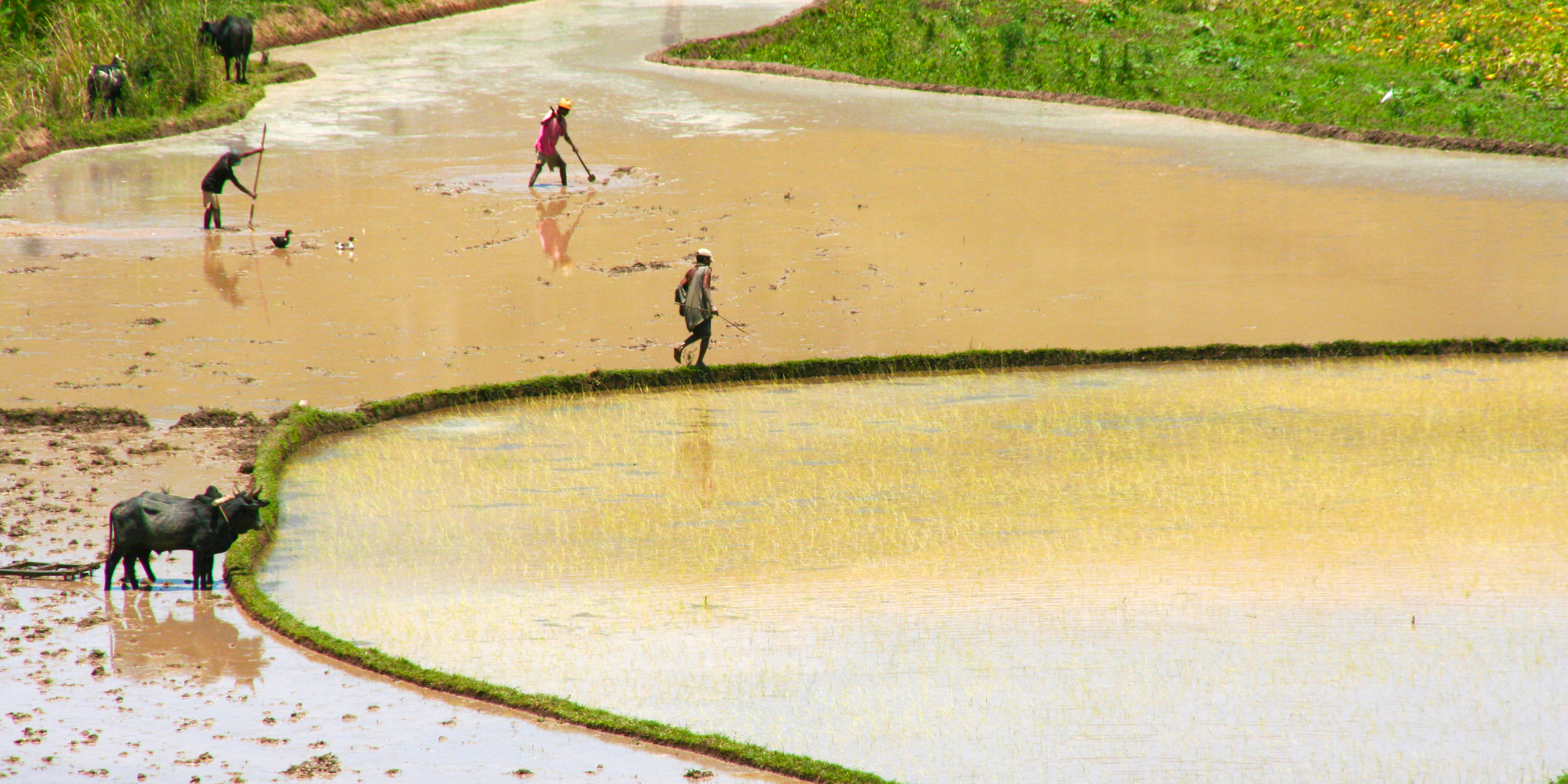 Onderweg van Sahambavy naar Fianarantsoa. 
                 De rit gaat naar Ambositra, een plaatsje gelegen tussen de rijstvelden
                 in het mooie hoogland. Het is een zeer vruchtbare streek en wordt bewoond 
                 door de Betsileo, de beste rijst - verbouwers van Madagaskar. De eerste 
                 migranten uit Zuid – Oost Azië brachten rijst mee naar Madagaskar, het 
                 Malagassische woord voor rijst is vary. Op de moerasgronden in de dalen 
                 wordt de methode van de natte rijstbouw toegepast ’horaka’ en op de 
                 hellingen gebruikt men het tavysysteem oftewel droge rijstbouw. 
                 Onder normale omstandigheden kan men twee keer per jaar oogsten met wat 
                 geluk oogsten ze soms drie keer per jaar. Ook staat Ambositra bekend om 
                 z’n houtsnijwerk wat vanuit de omliggende dorpen wordt aangevoerd. 
                 Na de lunch vertrek je naar Sahambavy, een plaatsje gelegen tussen de theeplantages 
                 gelegen aan de spoorlijn die de stad Fianarantsoa verbindt met de stad Manakara.
                 